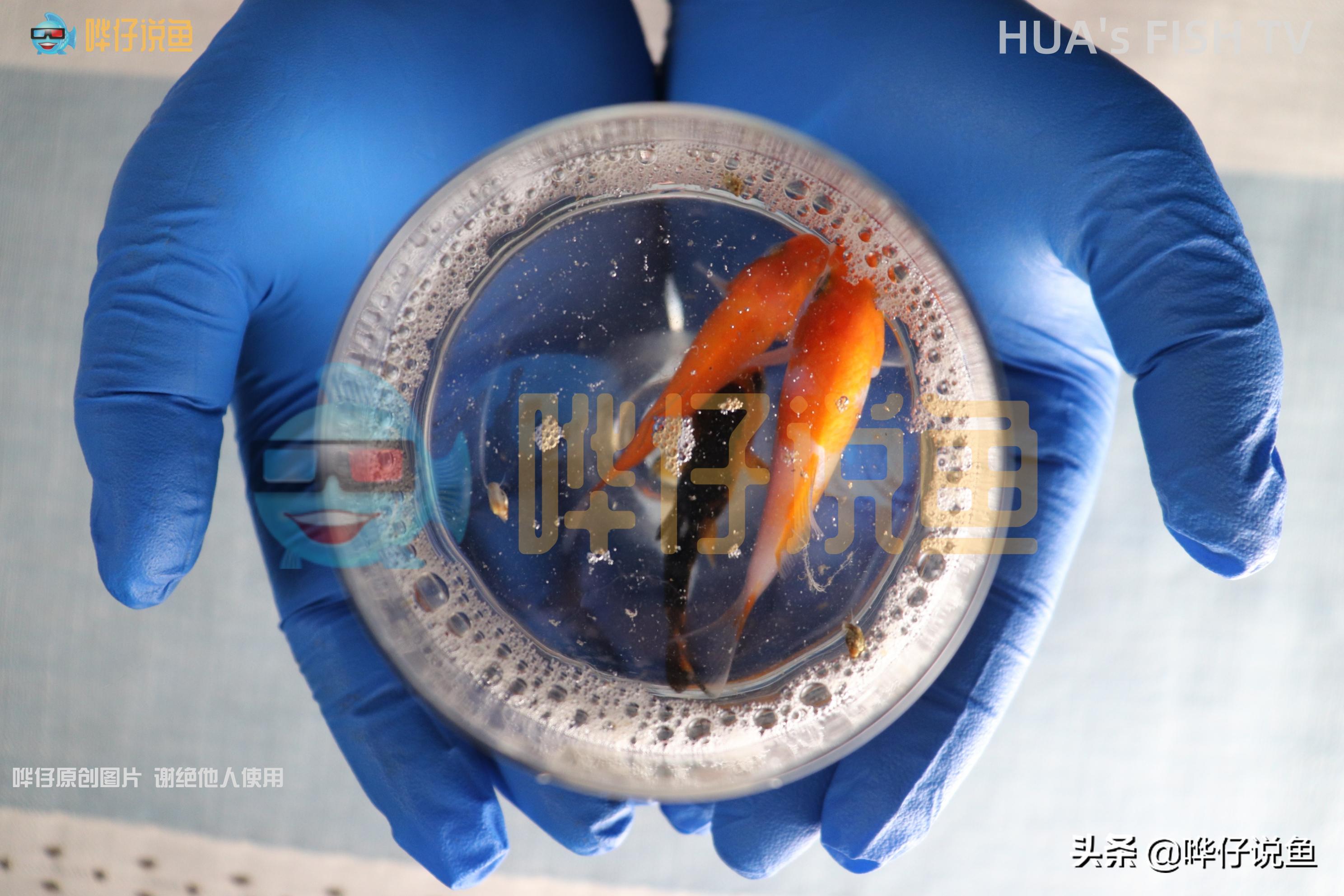 鱼缸水发白泡沫特别多怎么解决,鱼缸水面上经常有小泡泡怎么办