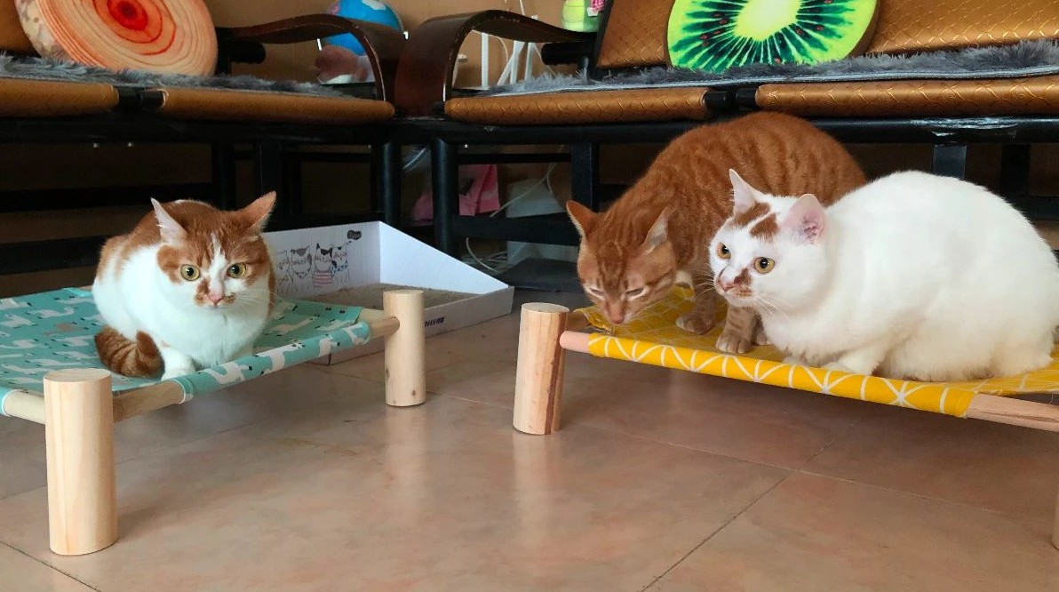 养猫后满屋子毛怎么办,家里养猫掉毛怎么处理