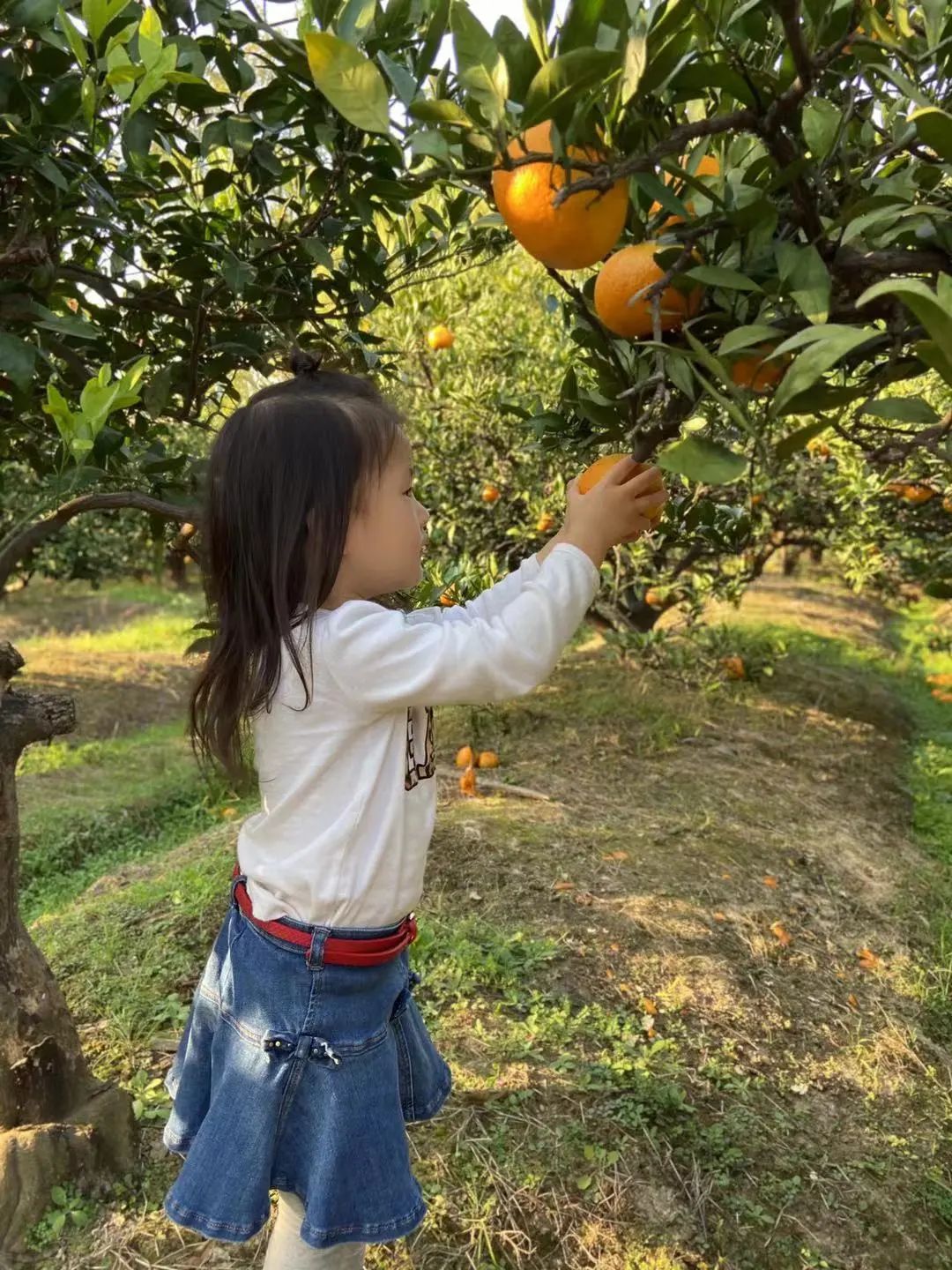 烧麦的工作日常,烧麦需要注意的事项
