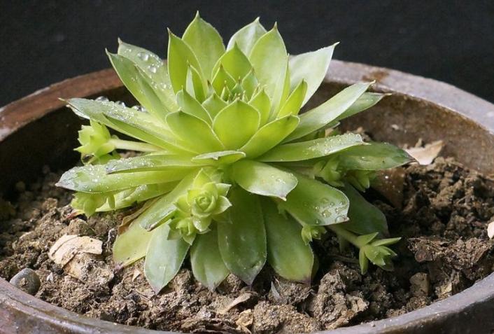 养观音莲有哪些注意事项,养护多肉观音莲小技巧