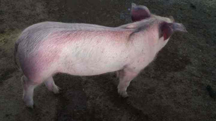 春季口蹄疫高发,羊口蹄疫必须春季打吗