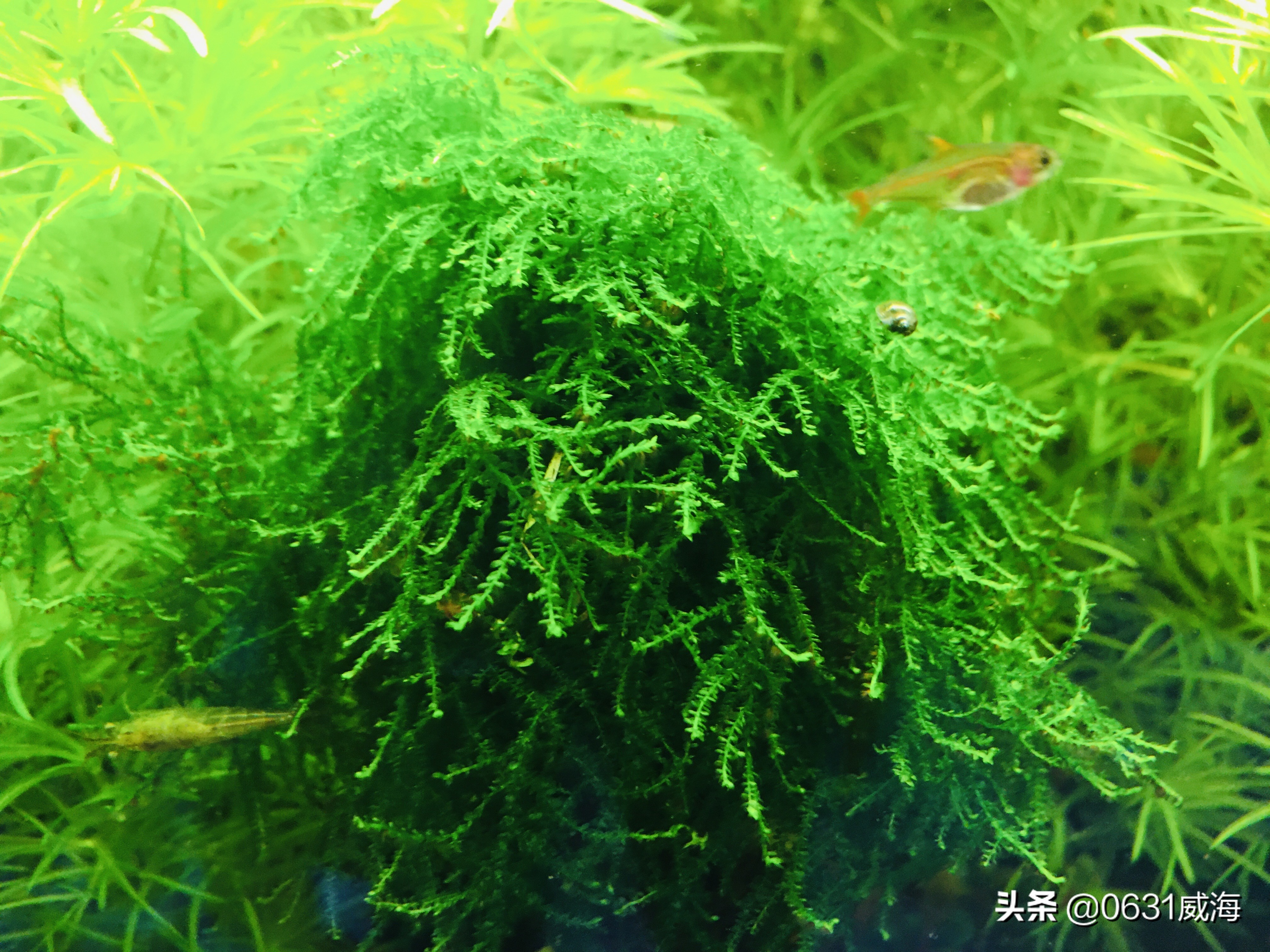 鱼缸水质不好总是死鱼怎么办,鱼缸大量死鱼后水质浑浊怎么换水