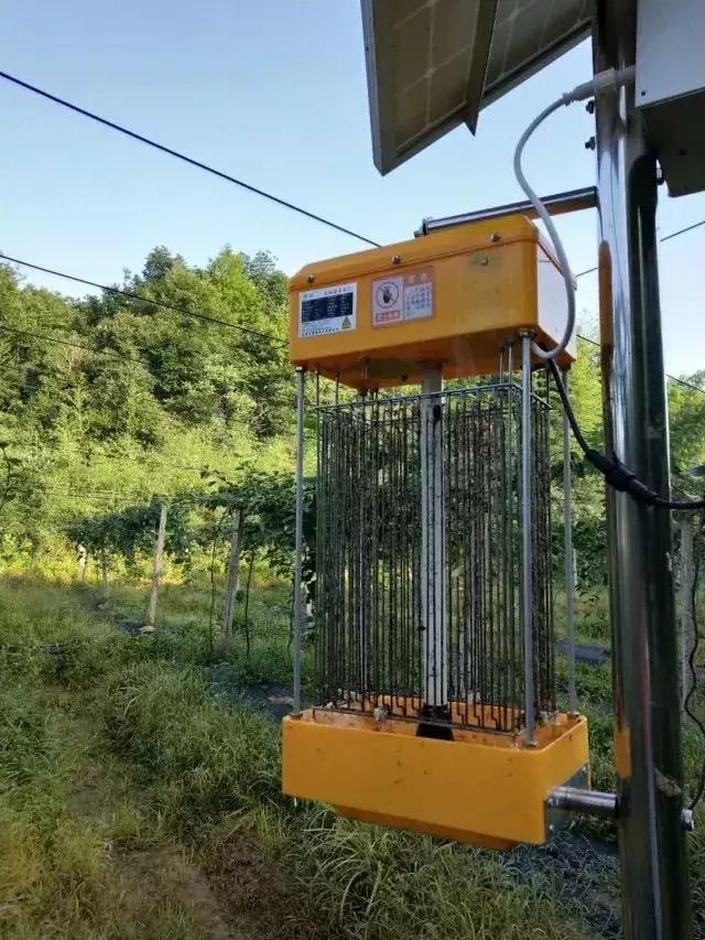 桔小实蝇发生与分布,防治桔大实蝇