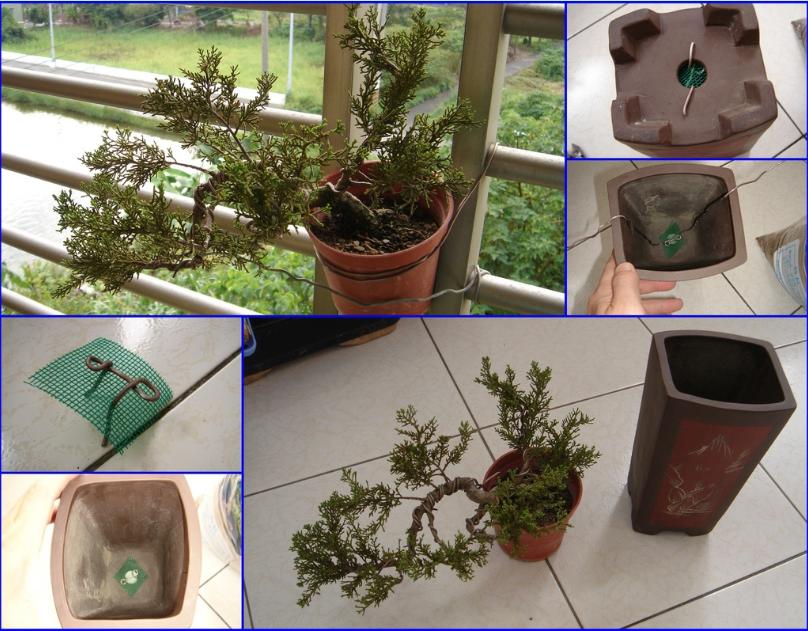 鱼川真柏盆景养殖方法,从养多肉到盆景