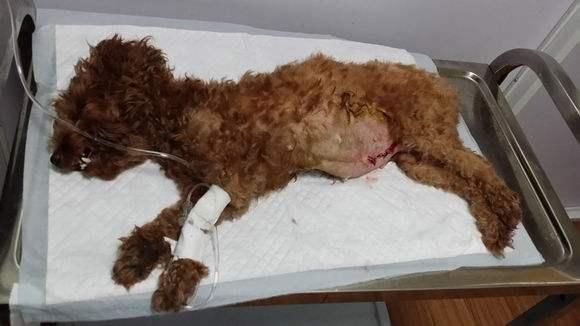 狗狗这些奇葩行为的含义,狗狗的奇怪举动正常5个表现