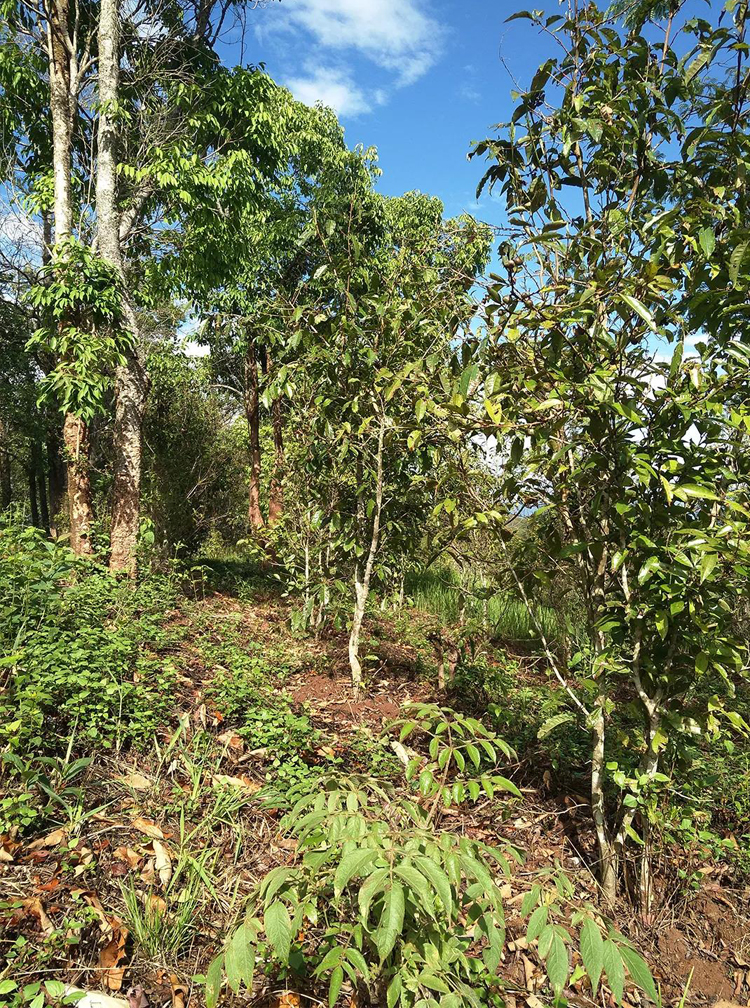 每个山头的普洱茶都有什么区别,最好的普洱茶是哪个山头的
