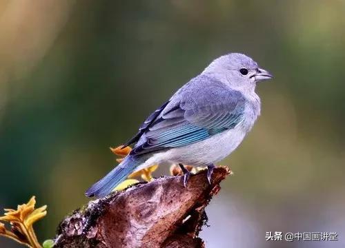 怎么用彩铅画出一只鸟儿,最简单的鸟儿画法