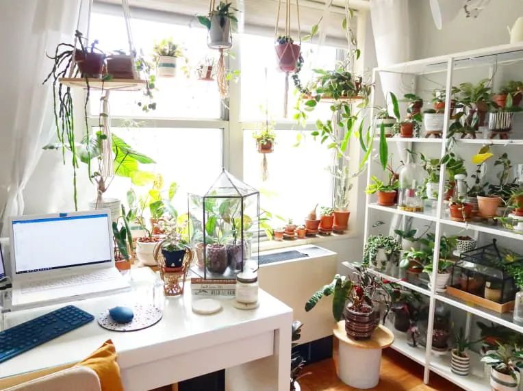 100㎡的家养了99株植物，我醉氧了…