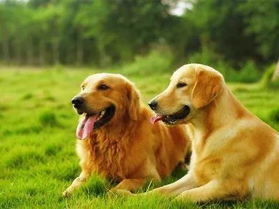 动物类作文写作技巧,如何写动物类作文大全