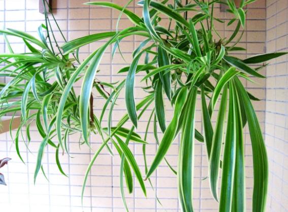 小苏打养花的十大好处,家里养花的小苏打怎么使用