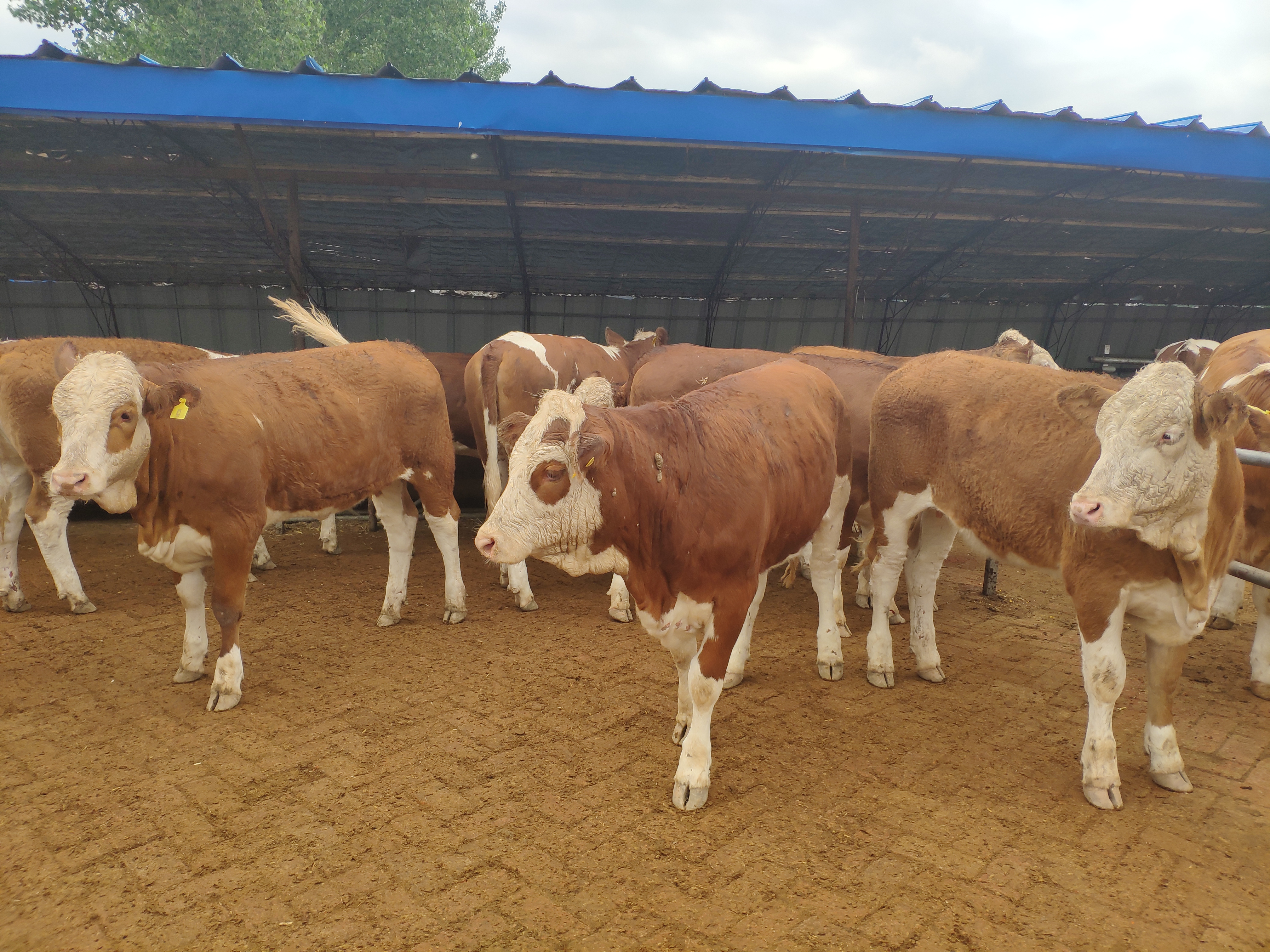 我国的养牛业发展，前景依旧很广阔，今年的牛肉缺口将进一步加大