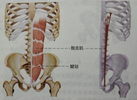 五个动作七天练出马甲线,每天坚持做六个动作瘦全身