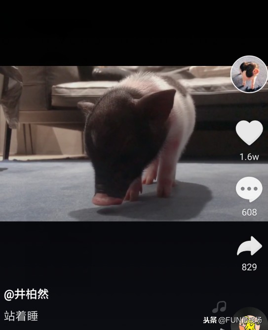 井柏然抖音小猪,井柏然给白敬亭送小猪佩奇