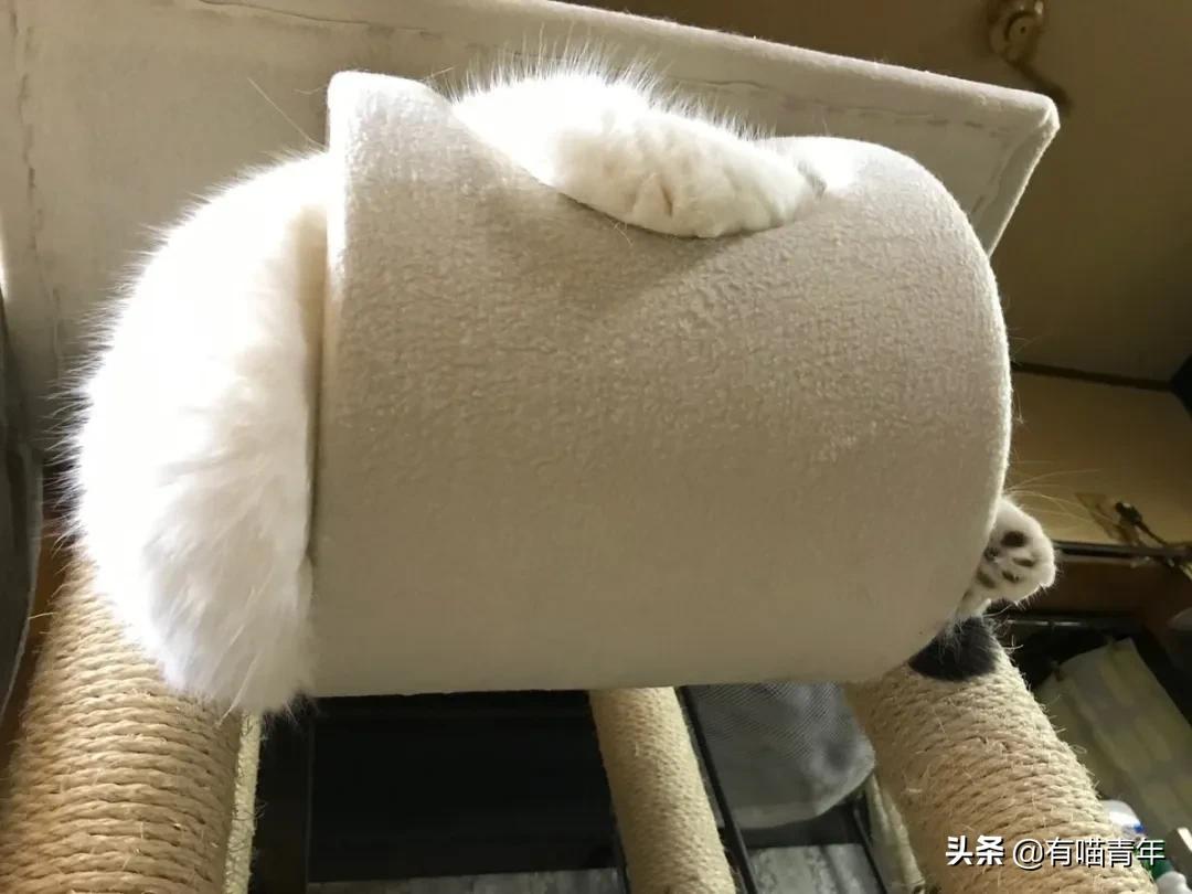 众所周知猫是液体吗,众所周知猫都是液体