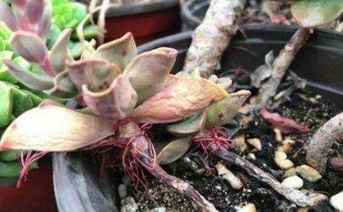 多肉长小白点怎么解除,多肉突然长出小胡须