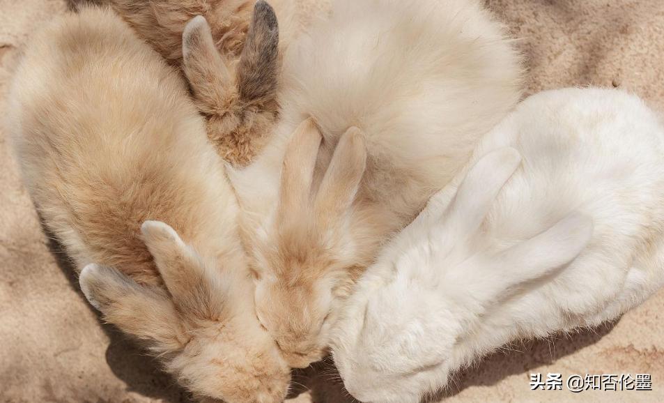 目前最挣钱的养殖项目有哪些,现在搞养殖养什么前景好赚钱