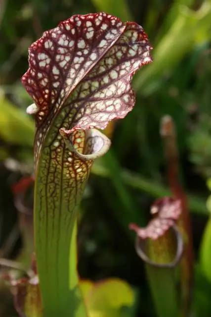 英国家庭花园建造,英国夫妇22年打造梦幻花园
