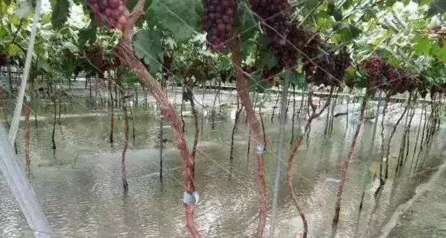 葡萄成熟期葡萄就黄叶怎么办,葡萄果期掉粒怎么解决