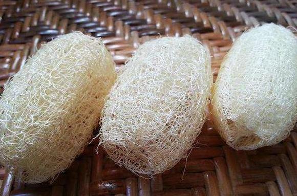 丝瓜养花,老丝瓜有什么用