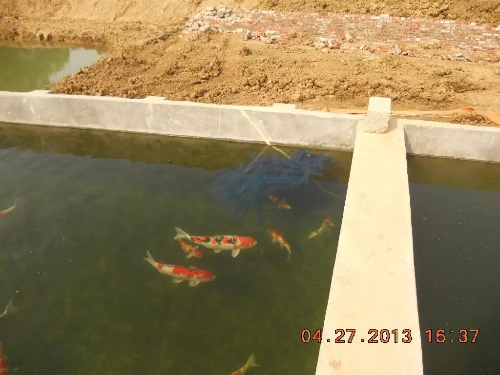 锦鲤池养殖方法图解,锦鲤繁殖全过程纪录片