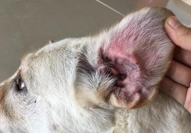 狗狗这些部位“最脏了”，只要清洁到位，身上就会香香的