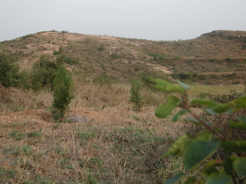 荒山怎么开荒最快最好,开垦荒山最快的方法