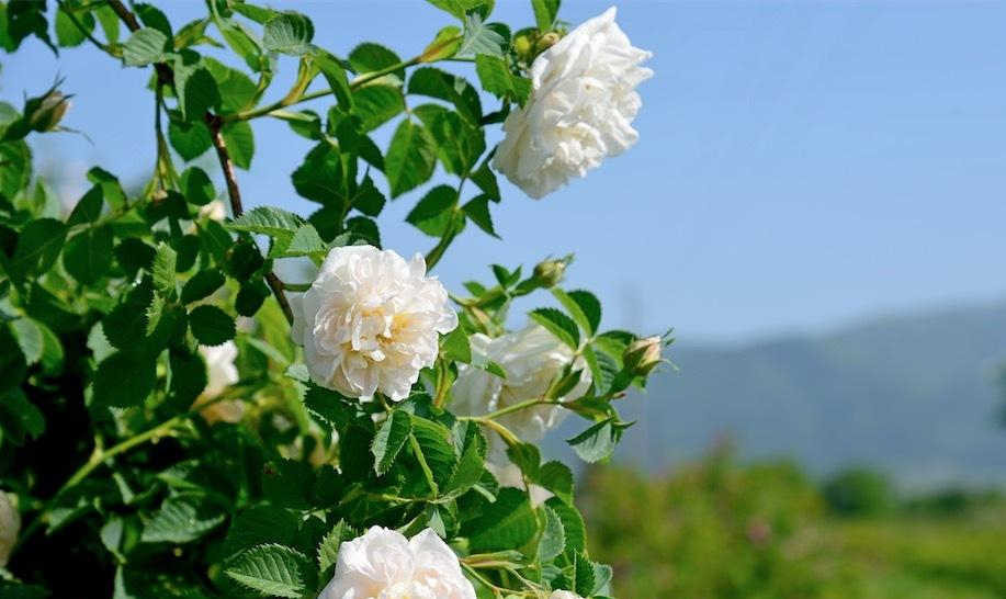 李子柒的院子都种的啥,李子柒推荐的三种花