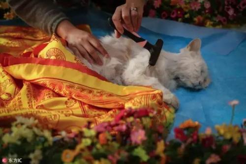 猫死了怎么处理好,猫死了怎么处理尸体