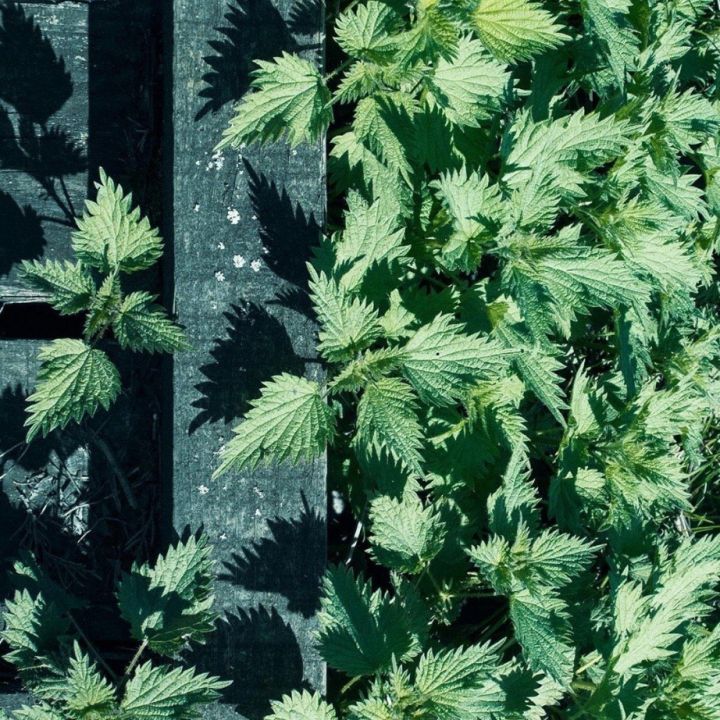 有趣的锁骨千篇一律,好看有趣的锁骨