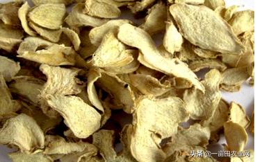 2022年生姜如何赚钱,生姜产量每亩能产多少斤