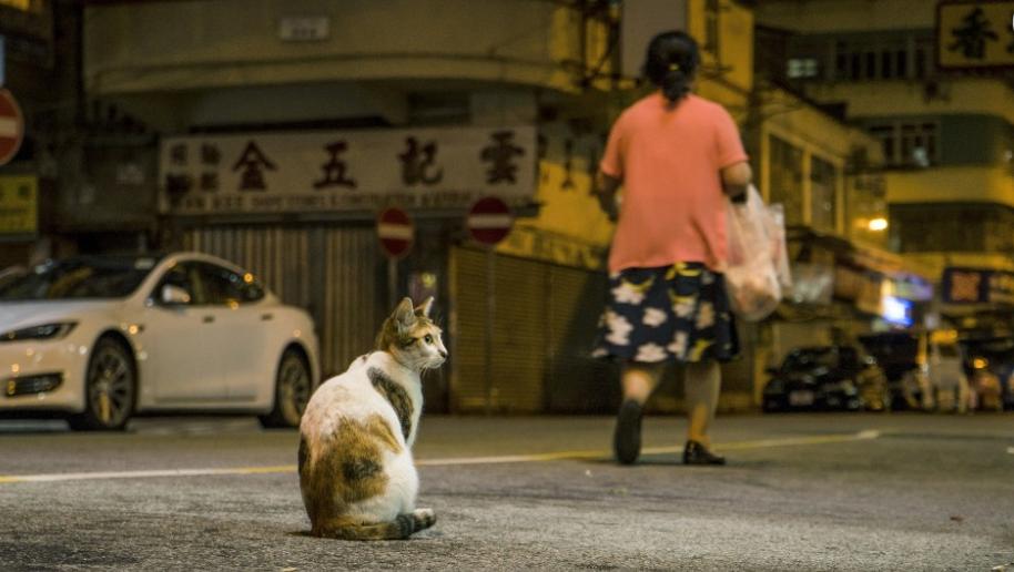 寻找猫咪的剪刀大法真的好有用,剪刀大法真的可以找到猫吗