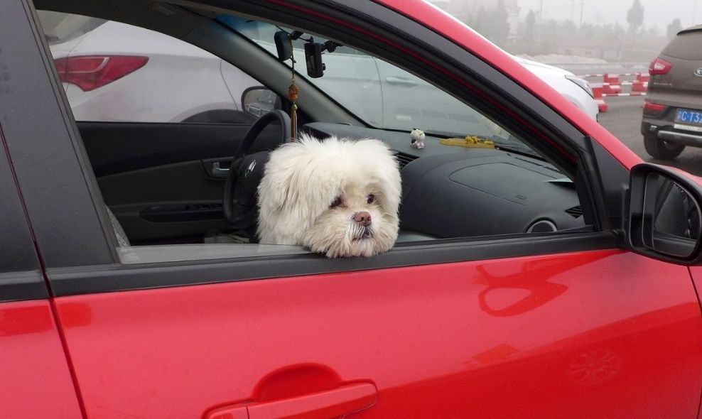 狗狗突然害怕主人浑身发抖原因,狗狗跑丢后回来发抖是什么原因