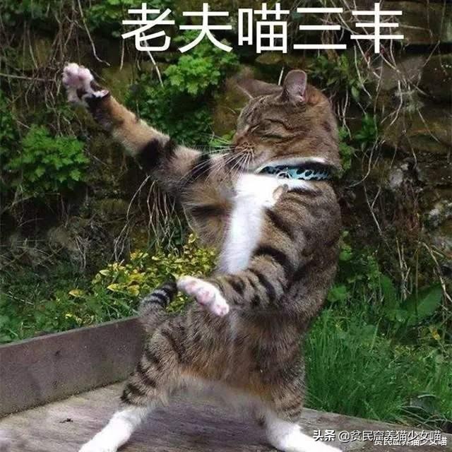 猫咪会长啤酒肚吗,为什么猫咪会有啤酒肚