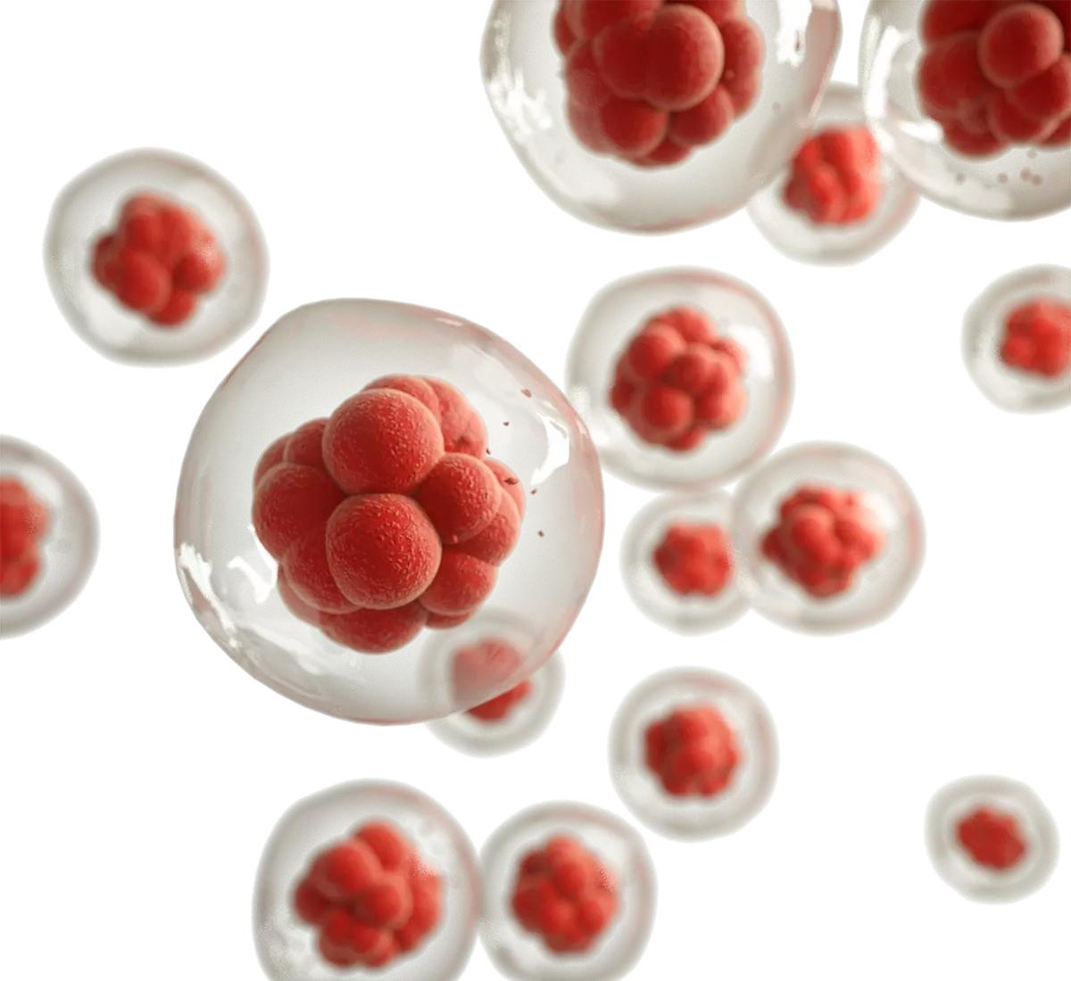 西罗莫司治疗Th17/Treg比值升高的RIF患者新药试验上