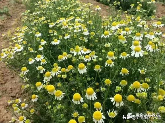 帮助睡眠的花水养,睡眠不理想试试养这4种花