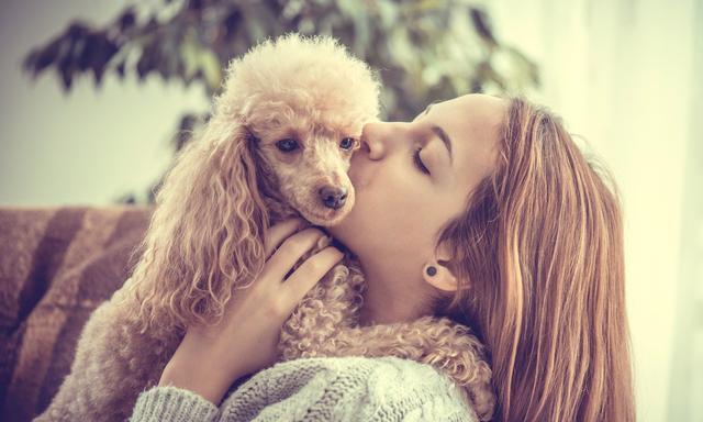 贵宾会把家里谁当主人,巴哥犬把你当妈妈了