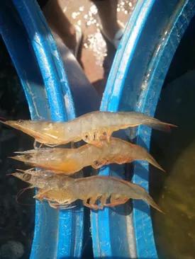 对虾黄鳃黑鳃是什么原因,对虾黄鳃防治