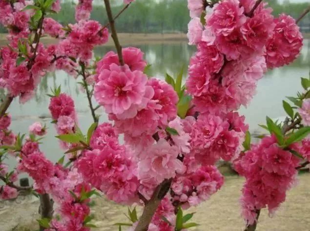 看到花的时候,不知是什么花?那就收下这份百花图谱