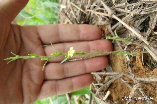 黄色小花杂草,开紫色的小花杂草