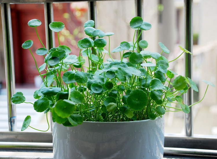 这13种花耐阴又好养蹭蹭长不停,光照不足也能养好的3种花