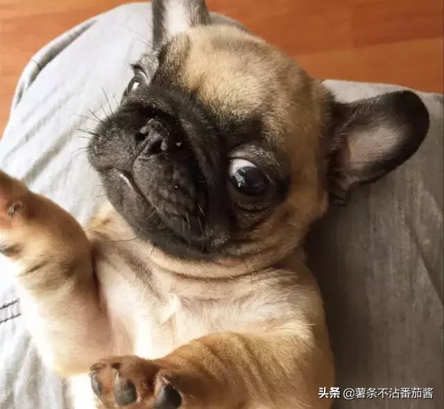 高颜值肌肉奶狗,什么样的小奶狗最可爱