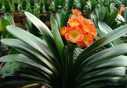 君子兰开花掌握4个“要点”，不出一月长花苞，花大色艳花期长