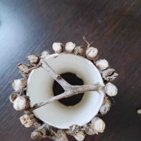 开心果果壳发绿,开心果壳别扔