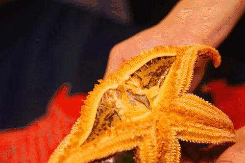 派大星怎么打章鱼,派大星的进击视频