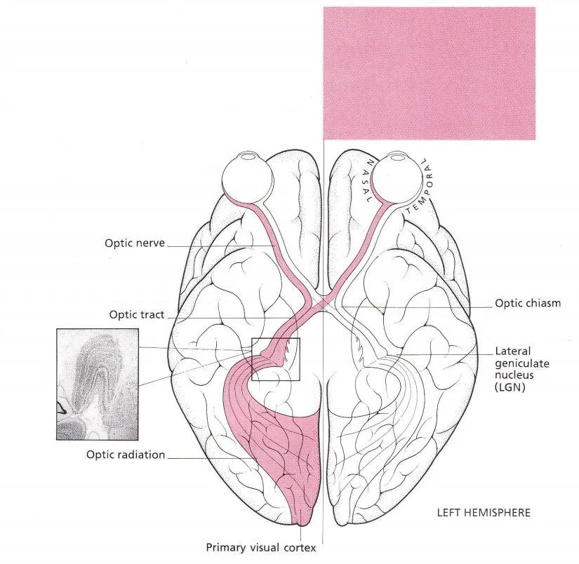 情人眼里出西施遇见了就是缘分,情人眼里出西施其实别人都看不上