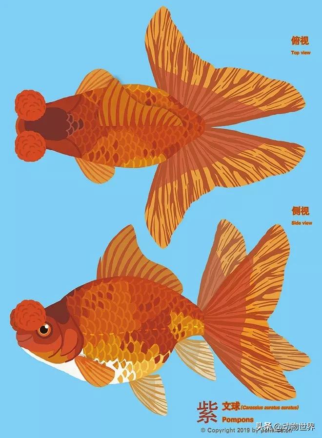 金鱼大图鉴详解,金鱼大图鉴2