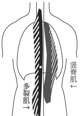 为什么背厚显胖,背厚赘肉多怎么变薄