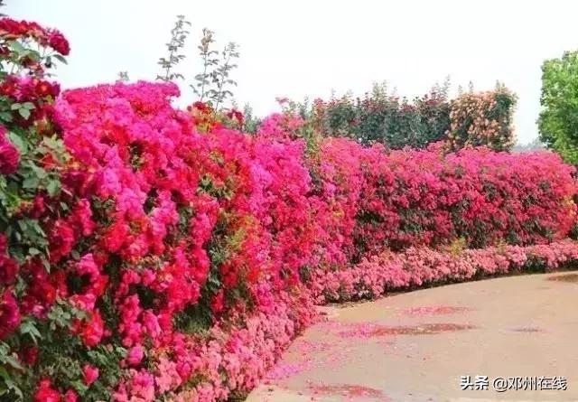 南阳最新重要新闻,河南南阳有什么大事