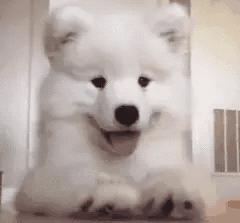 狗狗太粘人怎么办,狗狗一直喘气特别粘人是怎么回事