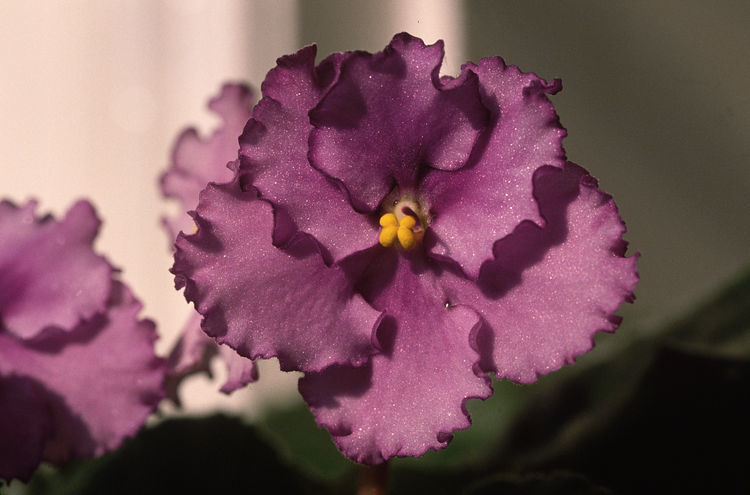 重瓣非洲紫罗兰,非洲紫罗兰养护指南